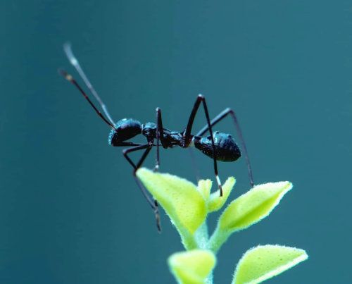 Fourmi noire sur une plante verte à fond bleu.