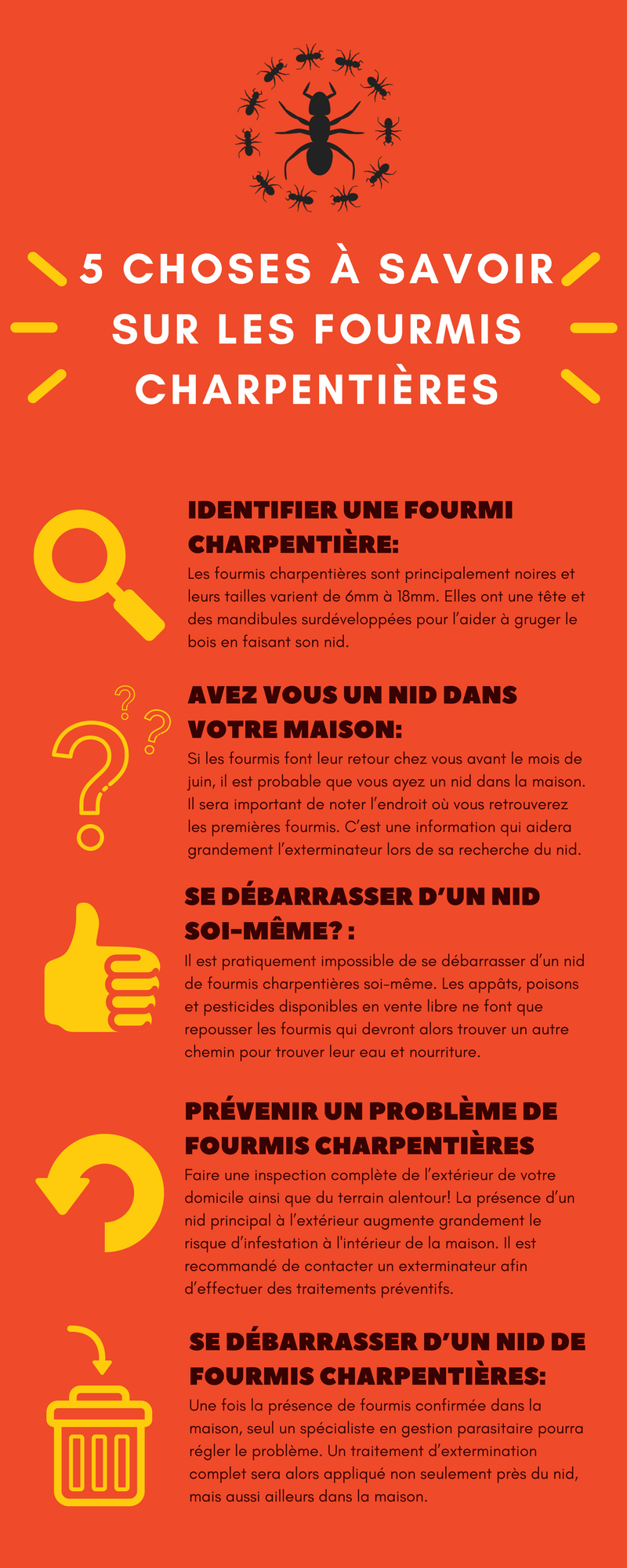 Infographie sur les fourmis charpentières. Fond orange, texte et icônes jaunes.