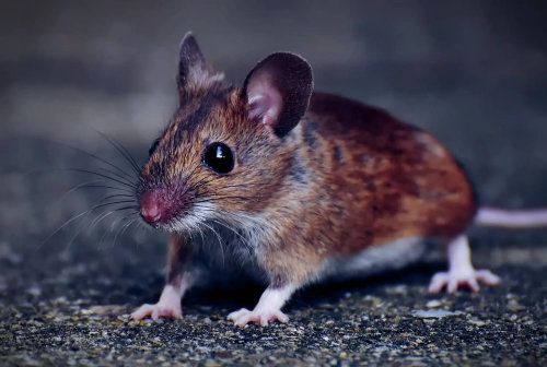 Souris brune et blanche aux grandes oreilles et aux moustaches, sur une surface grise texturée.