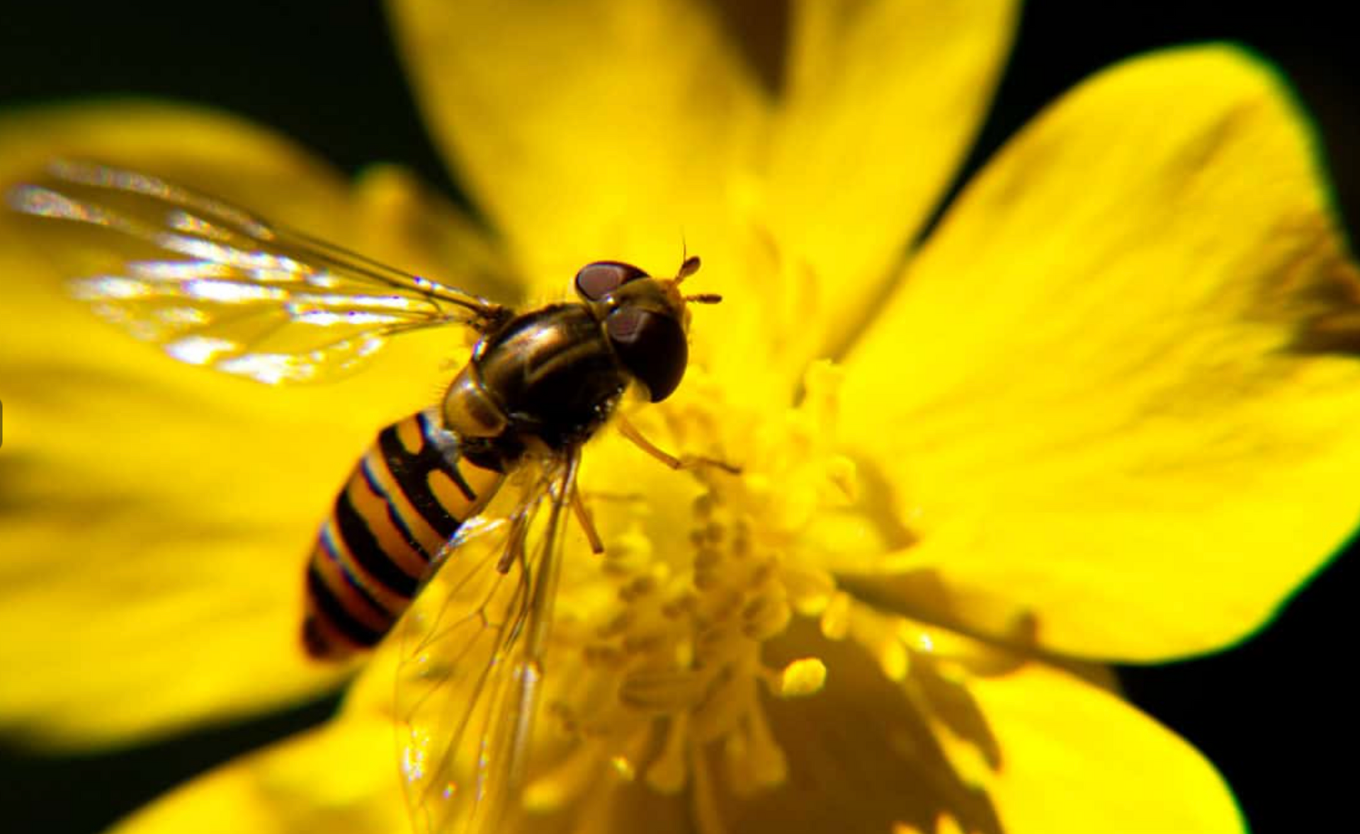 Syrphe rayée sur une fleur jaune vif, ailes déployées, gros plan.