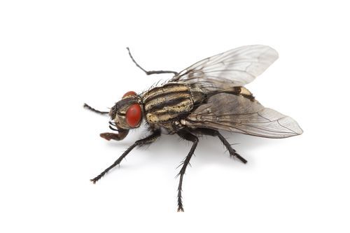 Mouche grise aux yeux rouges et aux ailes transparentes sur fond blanc.