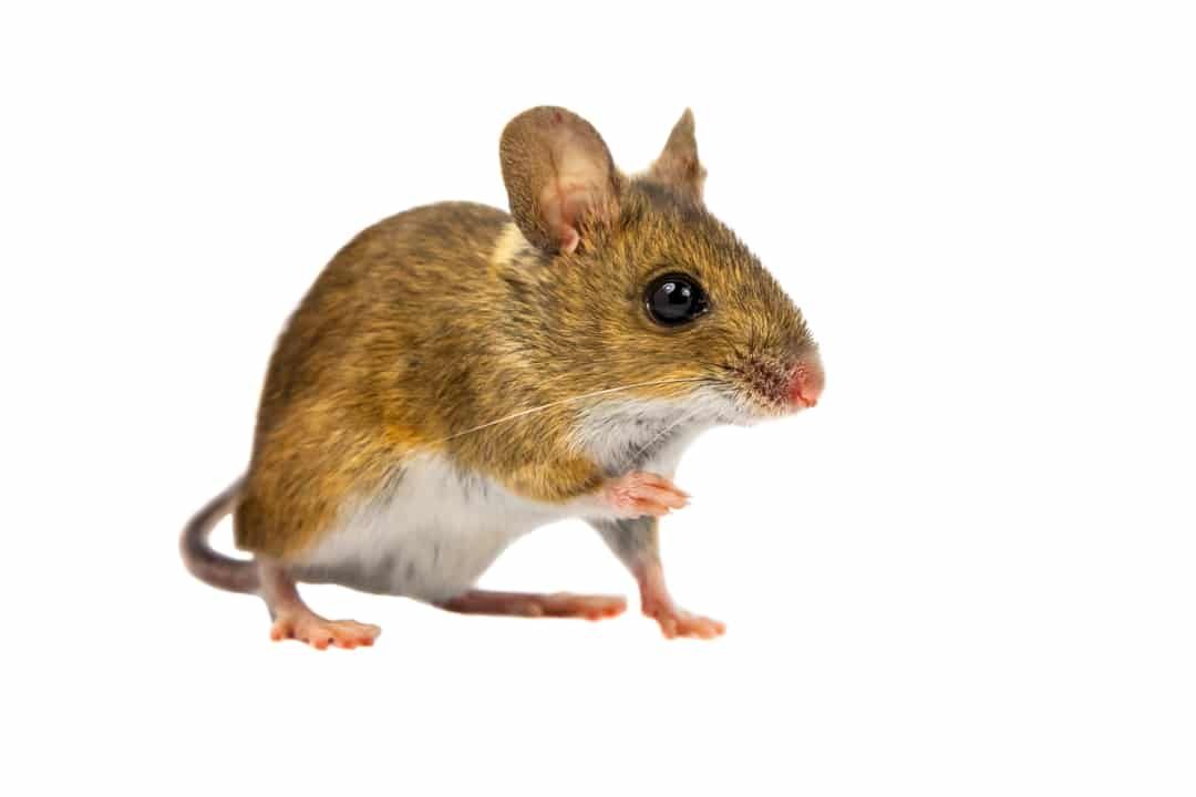 Souris brune et blanche debout sur ses pattes arrière, regardant sur le côté.