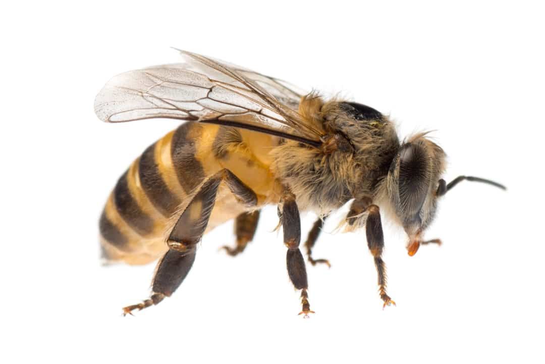 Abeille à l'abdomen rayé brun et jaune, ailes déployées, isolée sur fond blanc.