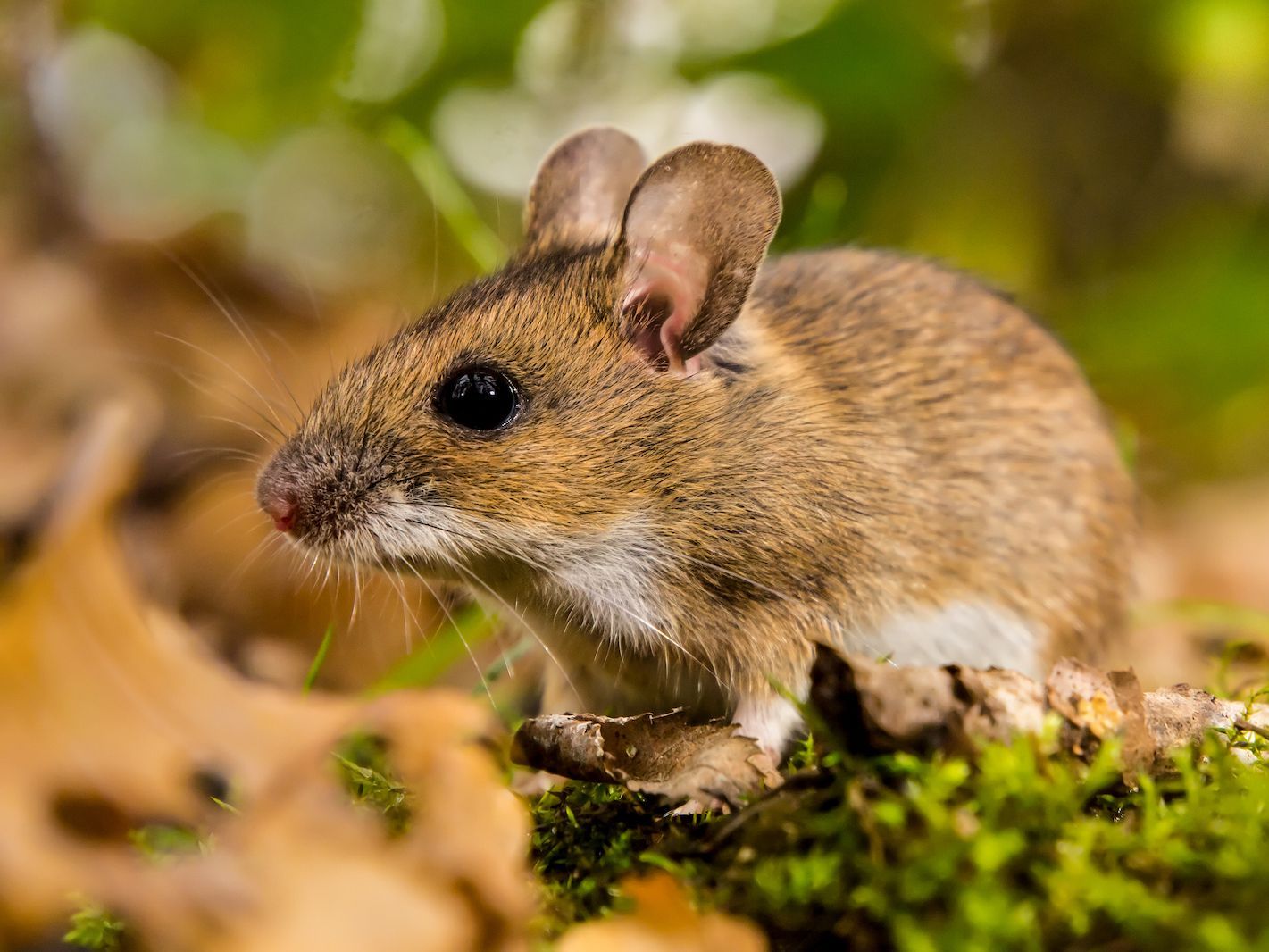 Souris brune aux grandes oreilles et aux yeux sombres, assise sur de la mousse parmi les feuilles d'automne.