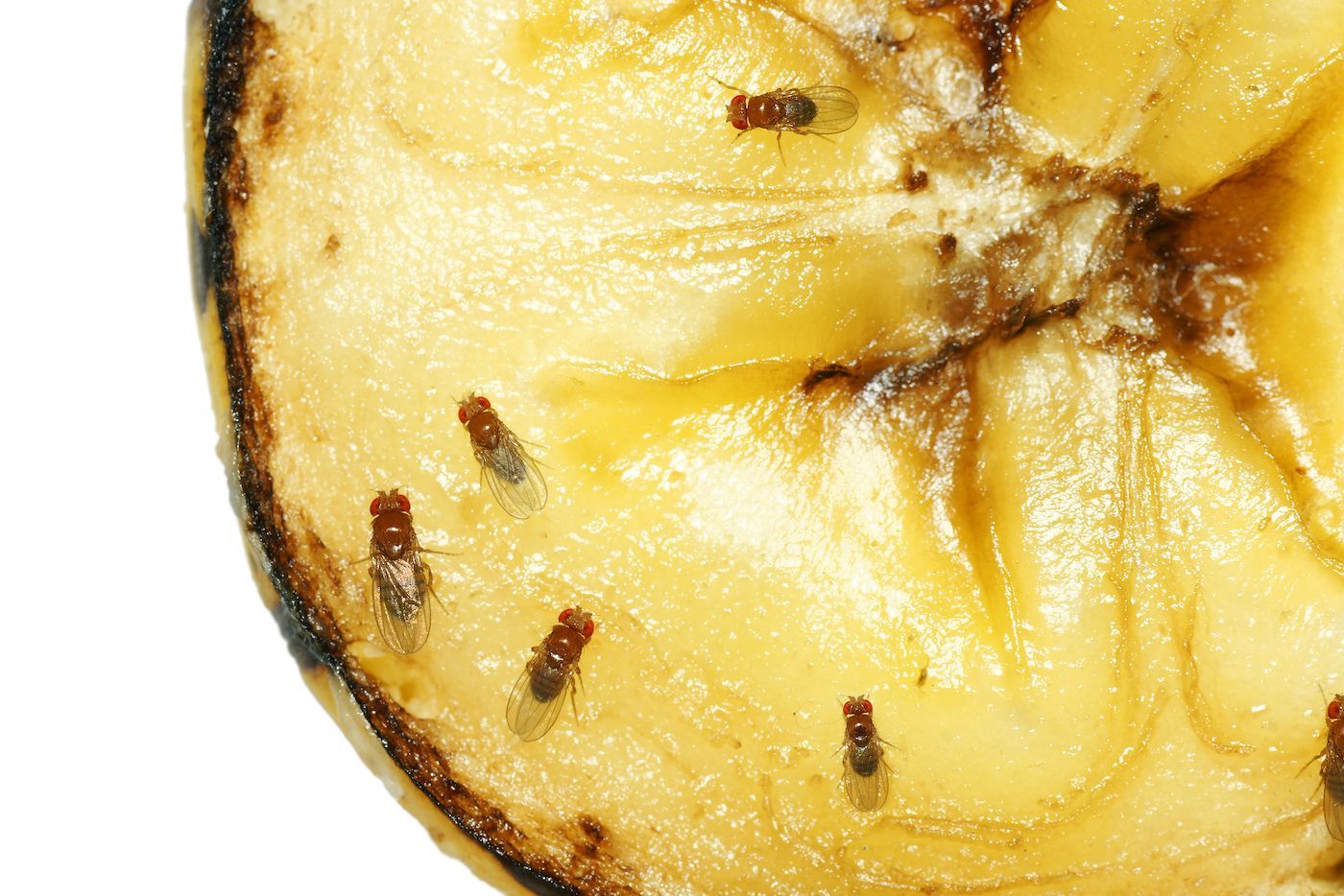 Des mouches à fruits brunes rampent sur une banane trop mûre coupée en tranches.