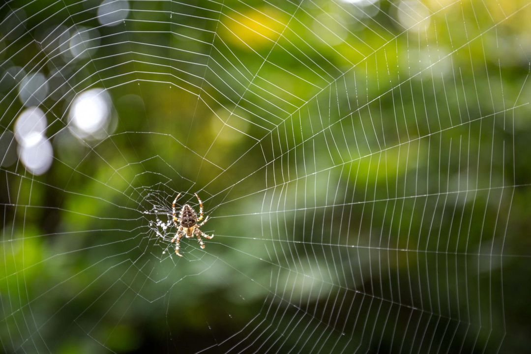 Araign&eacute;e au centre de sa toile, sur fond de feuillage vert flou.
