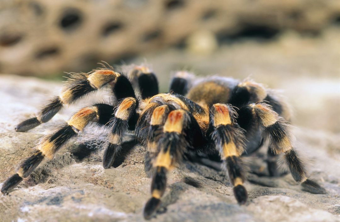 Tarentule aux pattes et au corps ray&eacute;s de noir et d'orange, reposant sur une surface textur&eacute;e.