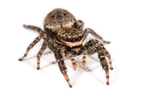 Une araignée sauteuse brune et grise sur une surface blanche, avec des yeux proéminents.