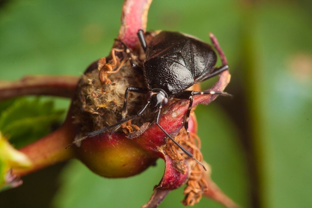 Insecte noir sur un cynorrhodon.