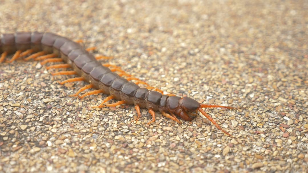 Mille-pattes brun aux pattes orange rampant sur une surface textur&eacute;e.