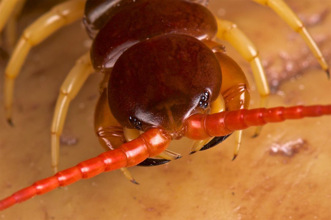 Gros plan d'un mille-pattes &agrave; t&ecirc;te brune et antennes orange, pos&eacute; sur une surface beige.