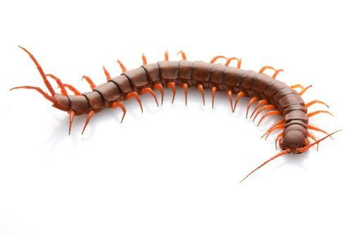 Mille-pattes brun et orange sur fond blanc.