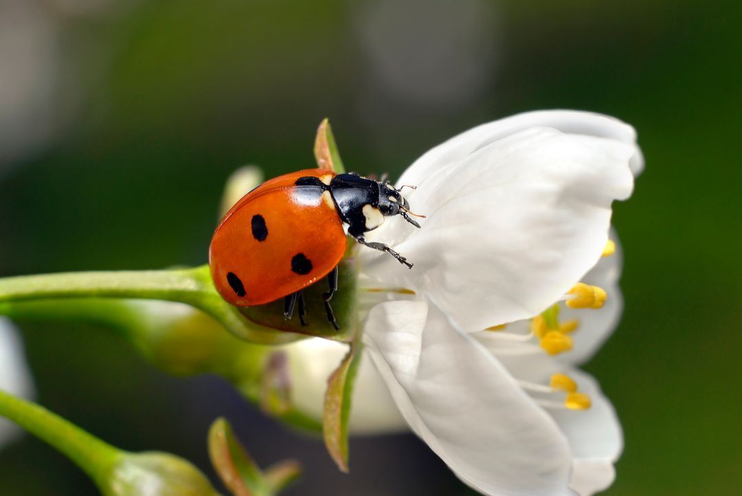 Coccinelle &agrave; carapace orange et &agrave; points noirs sur une fleur blanche &agrave; tige verte.
