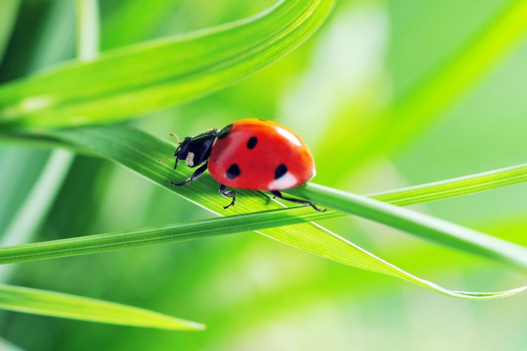 Coccinelle rouge &agrave; points noirs rampant sur un brin d'herbe verte.