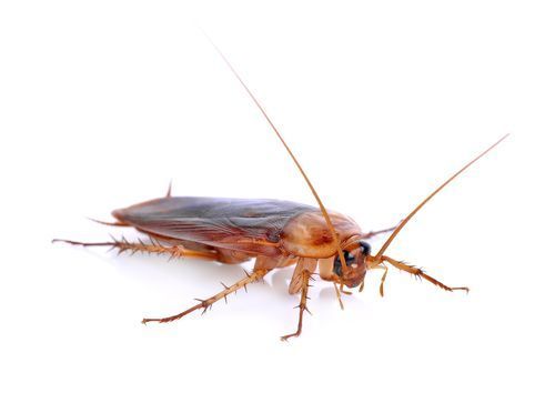 Blatte brune avec antennes et pattes sur fond blanc.