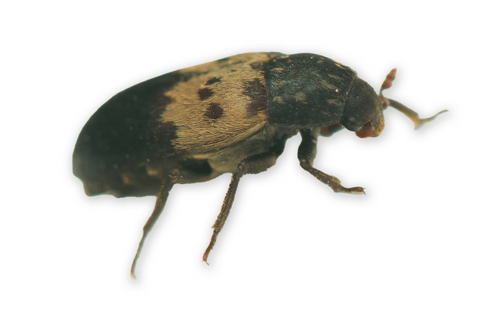Coléoptère à motifs noirs et beiges.