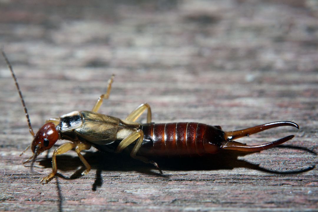 Insecte perce-oreille brun aux appendices en forme de pinces, sur une surface en bois patin&eacute;e.