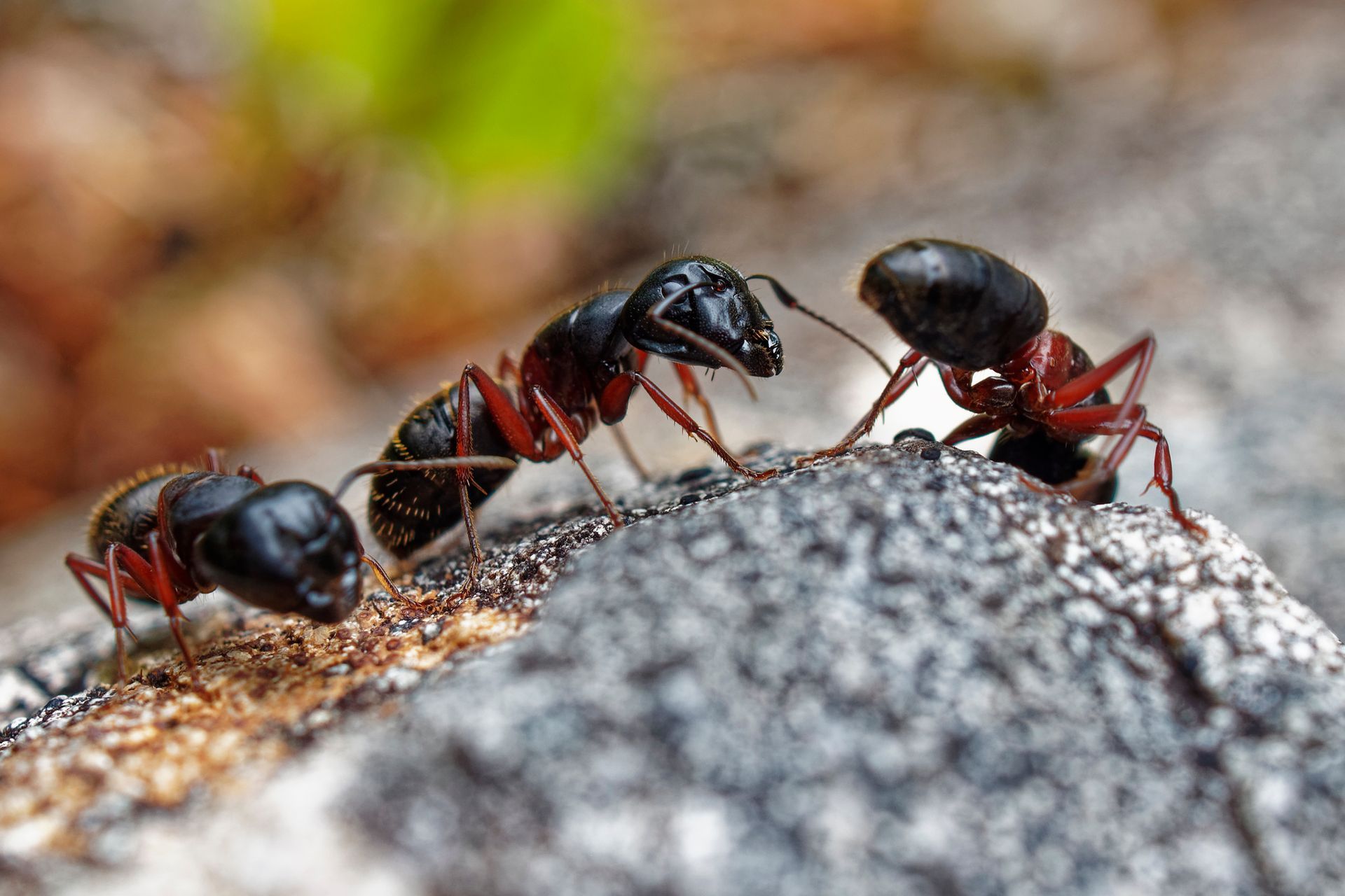 Trois fourmis noires aux pattes rouges sur une surface grise texturée ; l'une d'elles semble communiquer avec une autre.