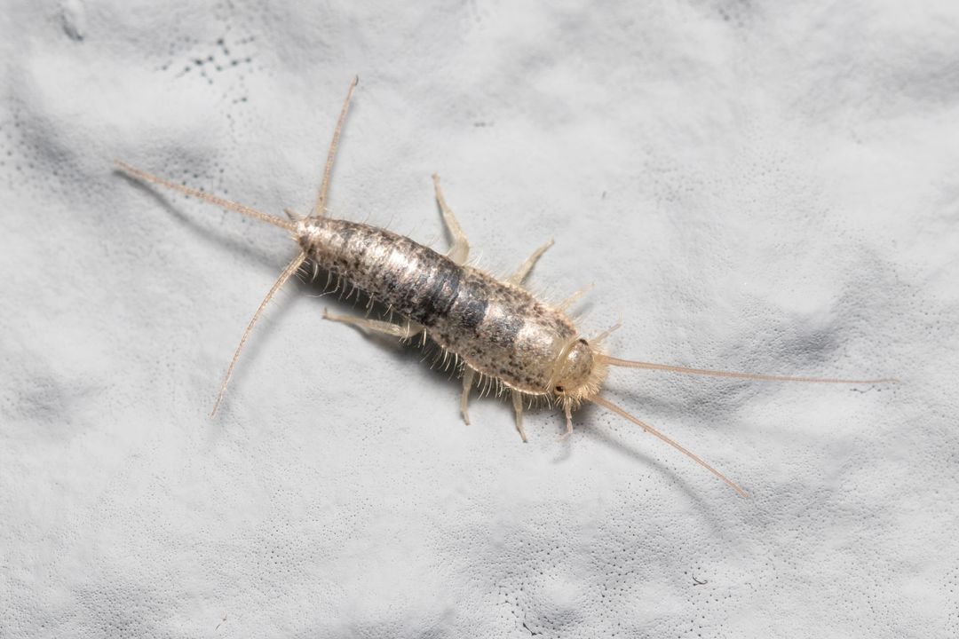 Poisson d'argent sur une surface blanche, avec des antennes et de longs filaments caudaux.