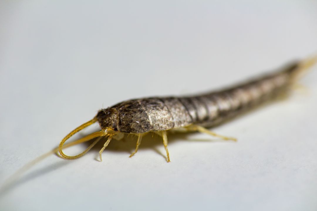Poisson d'argent, insecte aux écailles argentées et aux longues antennes.