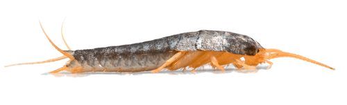 Poisson d'argent, insecte au corps gris argenté et aux pattes et à la queue orange, sur fond blanc.