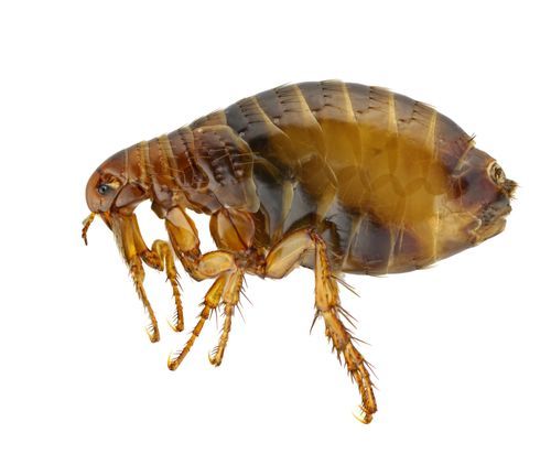 Puce brune aux pattes épineuses et au corps segmenté, vue de profil.