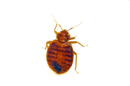 Punaise de lit, corps ovale brun rougeâtre, six pattes, antennes et rayures distinctes sur l'abdomen.