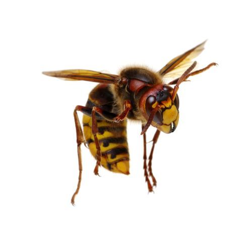 Frelon européen en vol, avec des rayures jaunes et brunes sur le corps et les ailes.