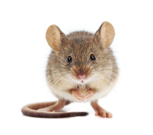 Souris brune debout, pattes jointes, grandes oreilles, queue enroulée.