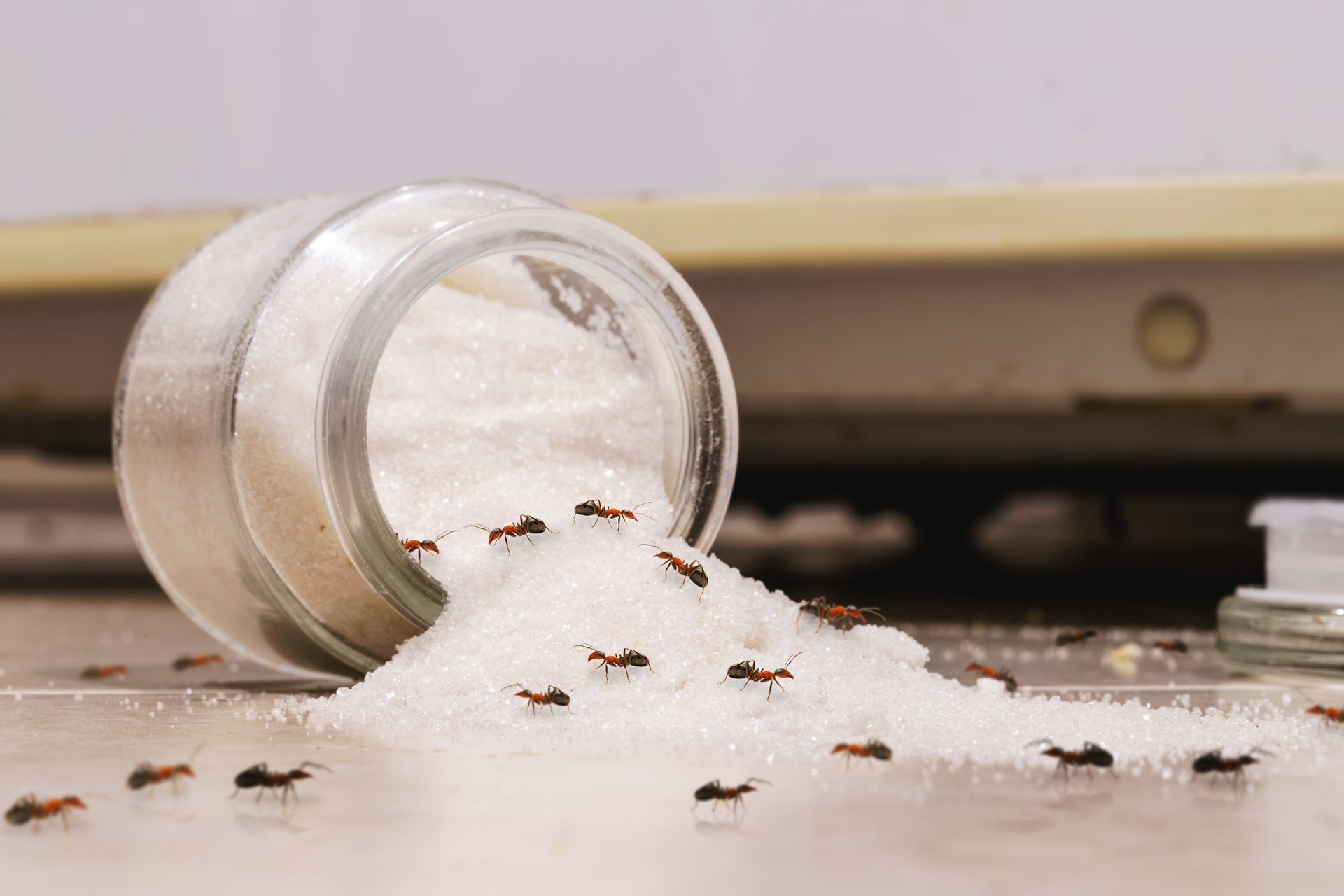 Du sucre s'est répandu d'un bocal, recouvert de nombreuses fourmis.