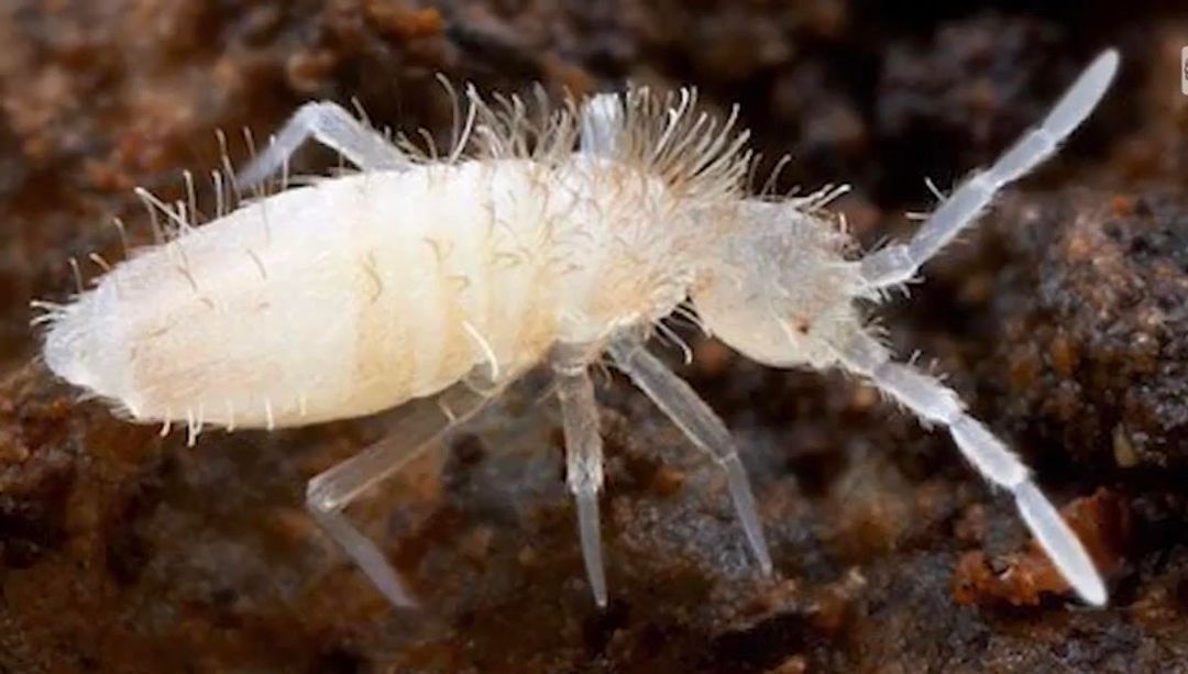 Petit insecte collembole blanc et hérissé, sur un sol sombre, antennes déployées.