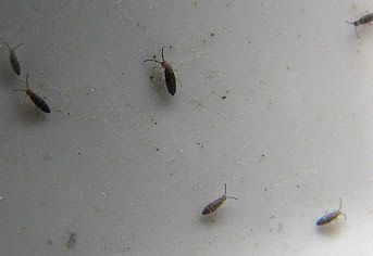 Petits collemboles de couleur sombre rampant sur une surface claire.