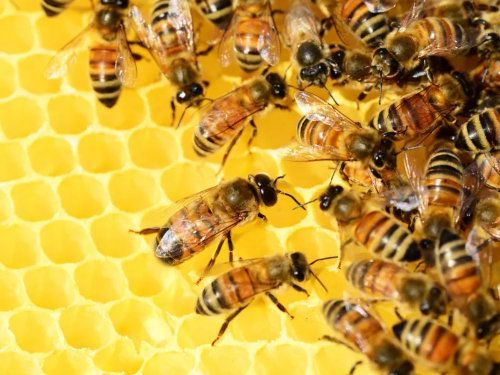 Abeilles sur un rayon de miel jaune.