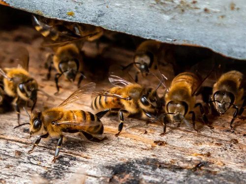 Des abeilles étaient regroupées à l'entrée d'une structure en bois, certaines rampant, d'autres tournées vers l'extérieur.