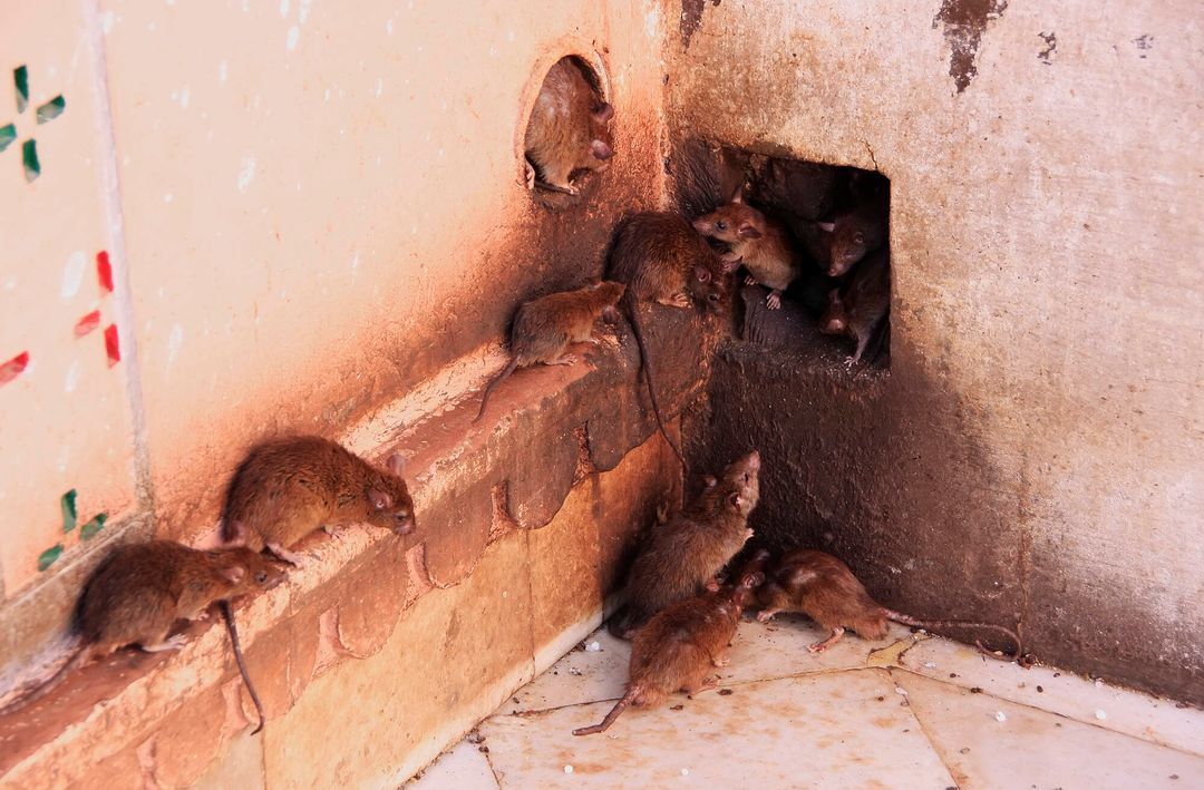 Des rats sortent de trous dans un mur, près d'un coin. Plusieurs sont visibles, courant sur le sol.
