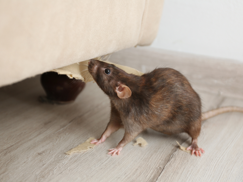 Un rat brun inspecte le dessous d'un canapé beige, sur un parquet clair.