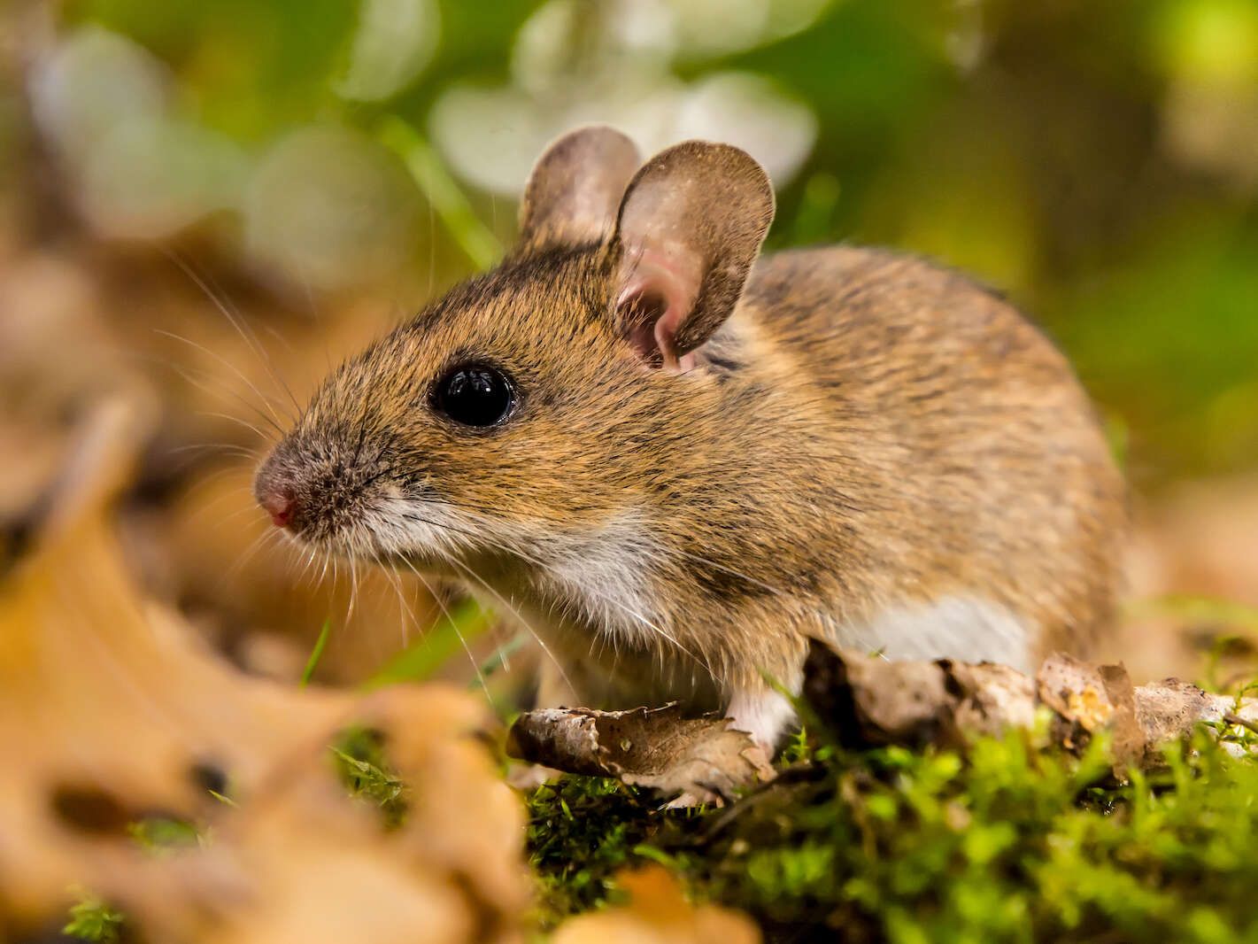 Souris brune et blanche aux grandes oreilles, assise sur de la mousse et des feuilles.