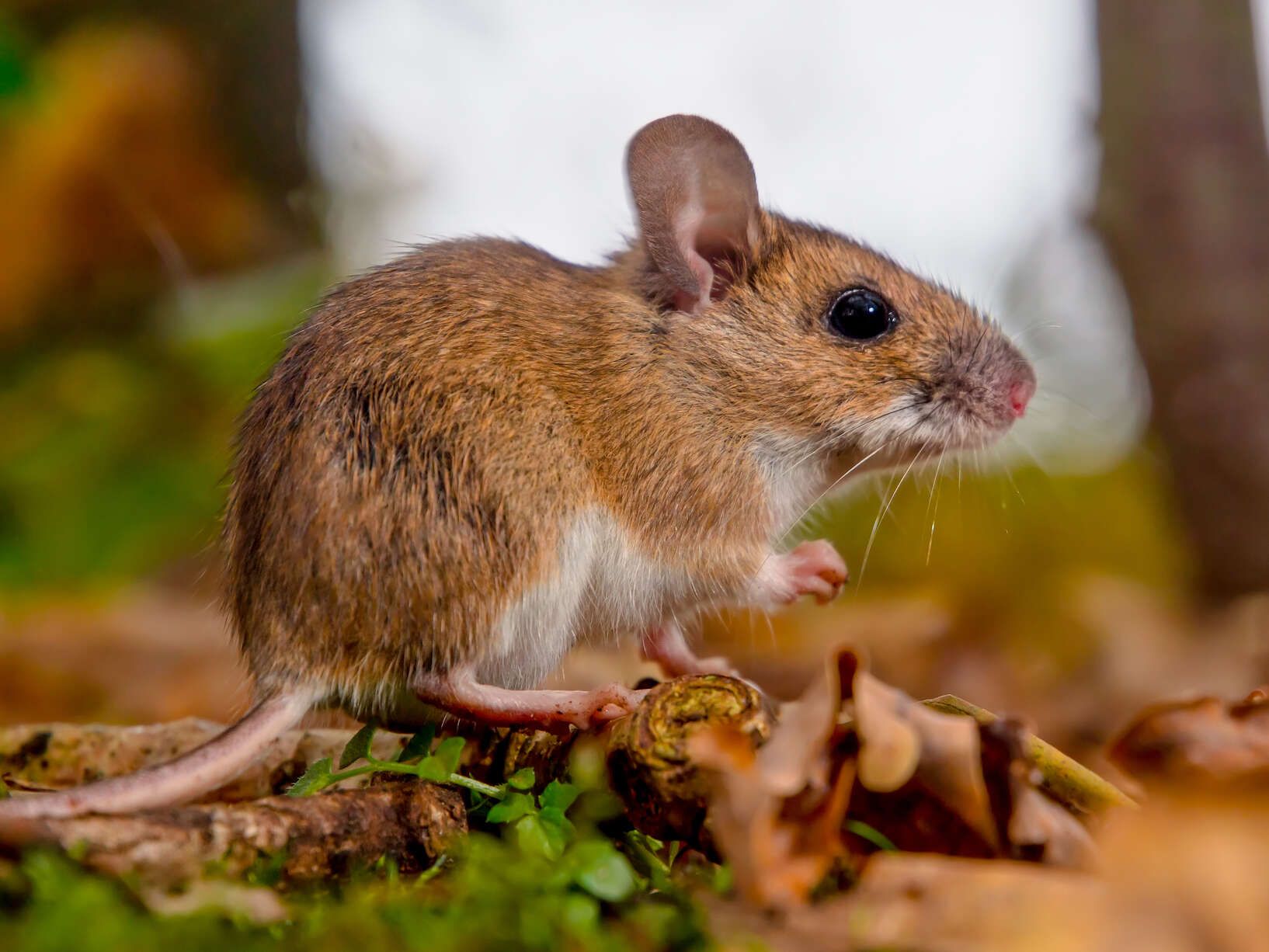 Souris brune au ventre blanc perchée sur de la mousse verte et des feuilles d'automne.