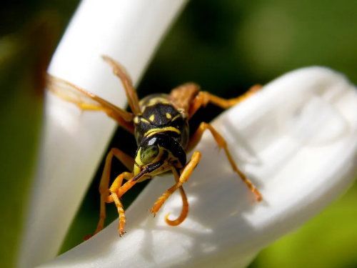 Guêpe à rayures jaunes et noires, perchée sur une fleur blanche.