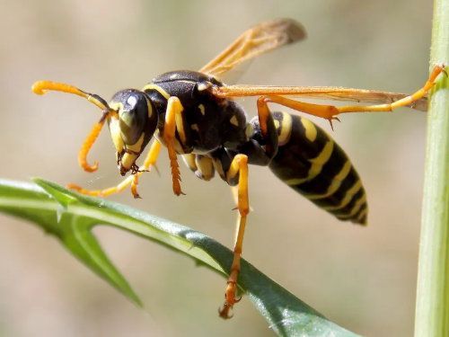 Guêpe jaune et noire perchée sur une tige de plante verte.