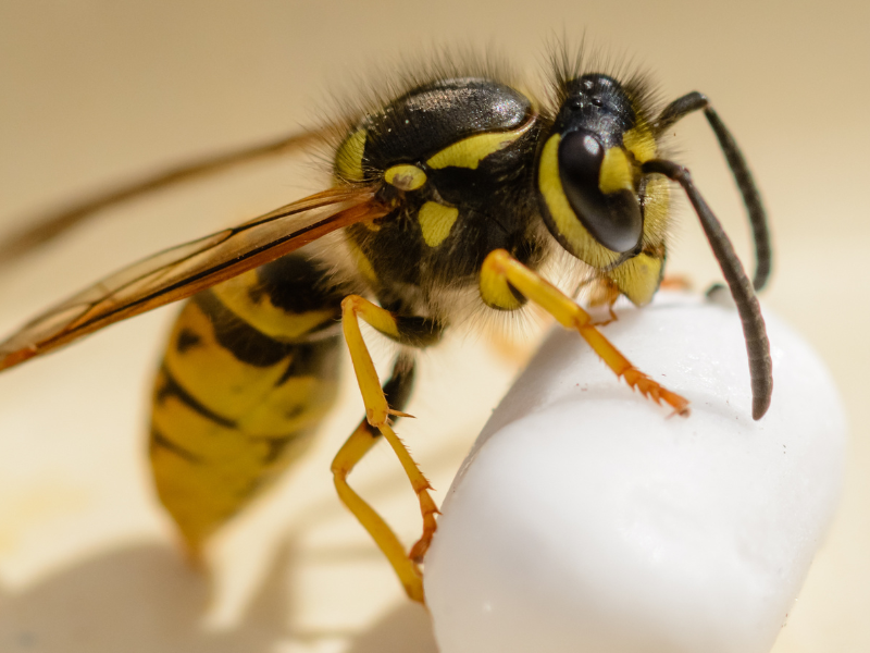 Guêpe jaune et noire sur un objet blanc ; ses pattes et sa tête sont visibles.