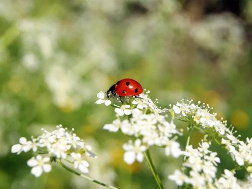 Coccinelle à carapace rouge et à points noirs sur des fleurs sauvages blanches.