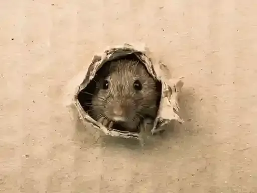 Une souris sort la tête d'un trou dans une surface claire, regardant droit devant elle avec ses grands yeux.
