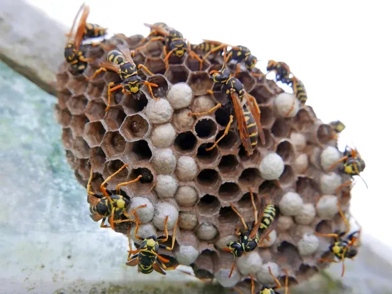 Guêpes jaunes sur un nid en nid d'abeilles fixé sur une surface blanche.