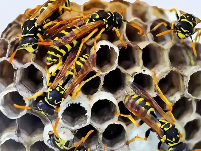Guêpes jaunes et noires sur un nid en nid d'abeilles.