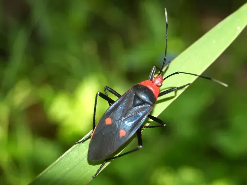 Insecte noir et rouge sur un brin d'herbe verte.