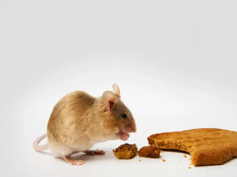 Souris brune mangeant un biscuit sur fond blanc.