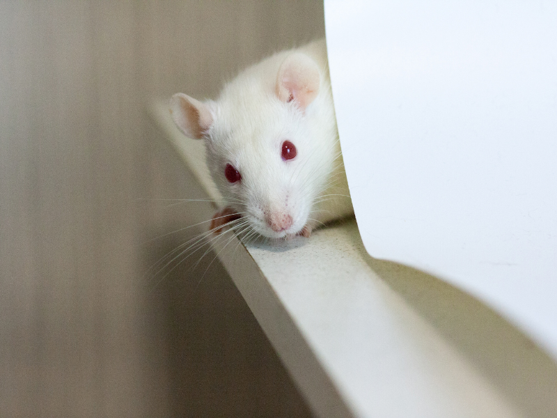 Un rat blanc aux yeux rouges, qui jette un coup d'œil devant lui depuis une surface blanche, regarde droit devant lui.