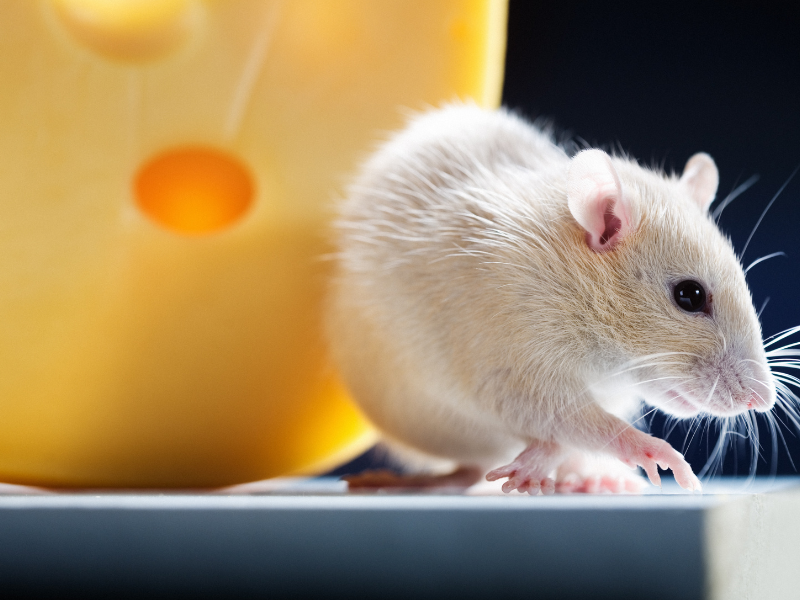 Un rat blanc à côté d'un gros bloc de fromage jaune troué.