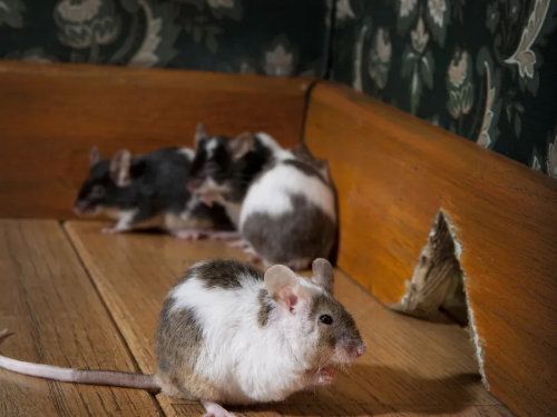 Quatre souris près d'un trou dans une plinthe en bois ; l'une est blanche et brune, les autres sont foncées.
